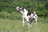 DOGUE ALLEMAND 557